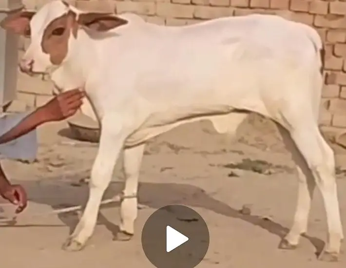 Milky Cow for sale 03329263673 whatsaap — photo 8