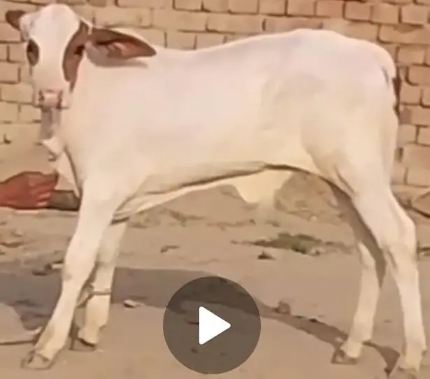 Milky Cow for sale 03329263673 whatsaap — photo 9