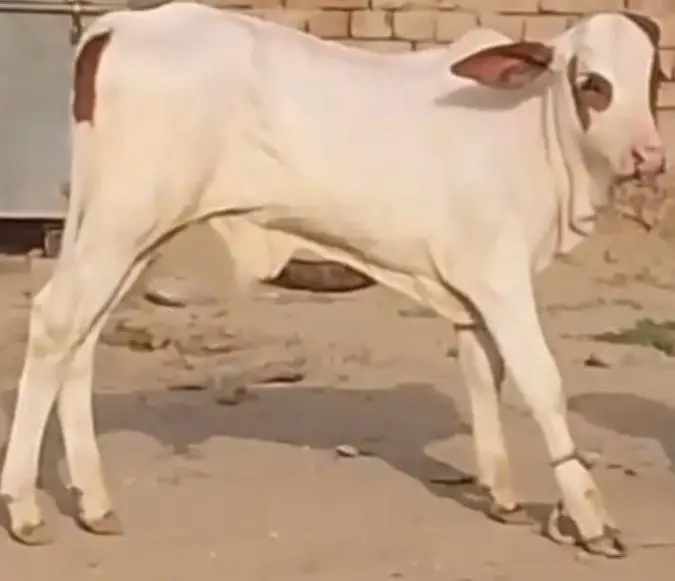 Milky Cow for sale 03329263673 whatsaap — photo 10
