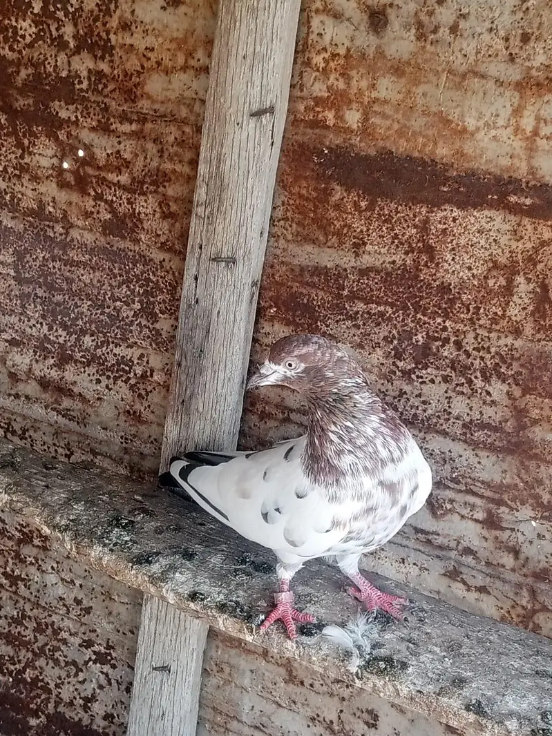 mix kabli labutar bechny ha Kuch phaty ha bakhi breeder ha — photo 11
