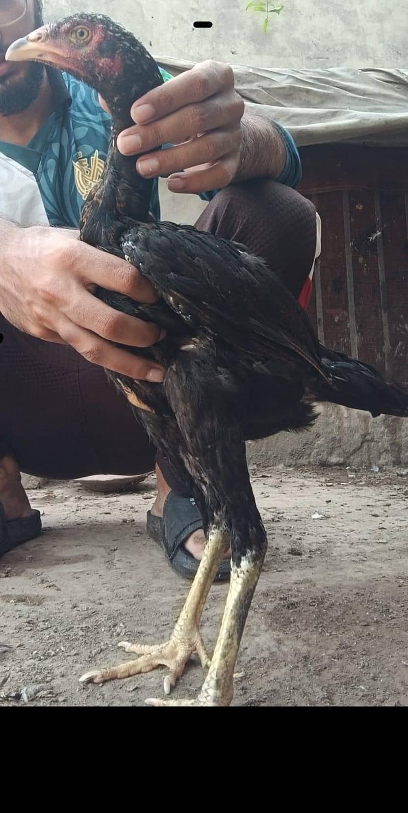 vlati bacha 5