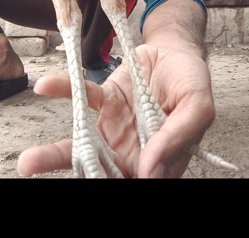 vlati bacha 7