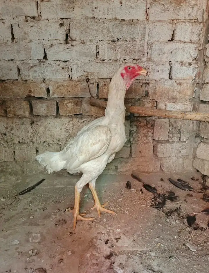 aseel white shamo — photo 2