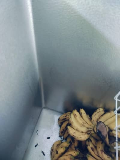 waves deep freezer used like new