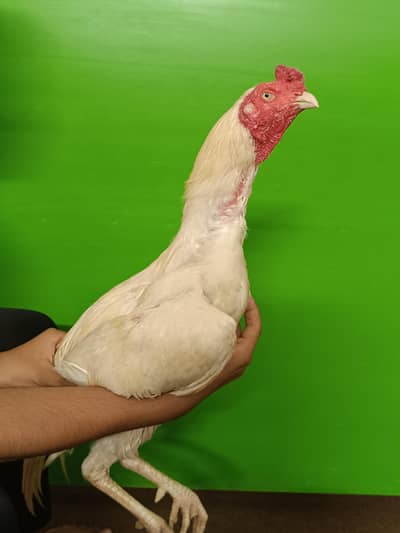 Aseel Mianwali Heera For Sale And Exchange Also Possible