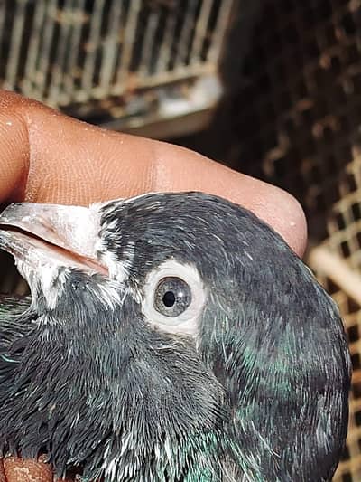 ferozpuri or tedy pair for sale 2no pair lagay 12k demand
