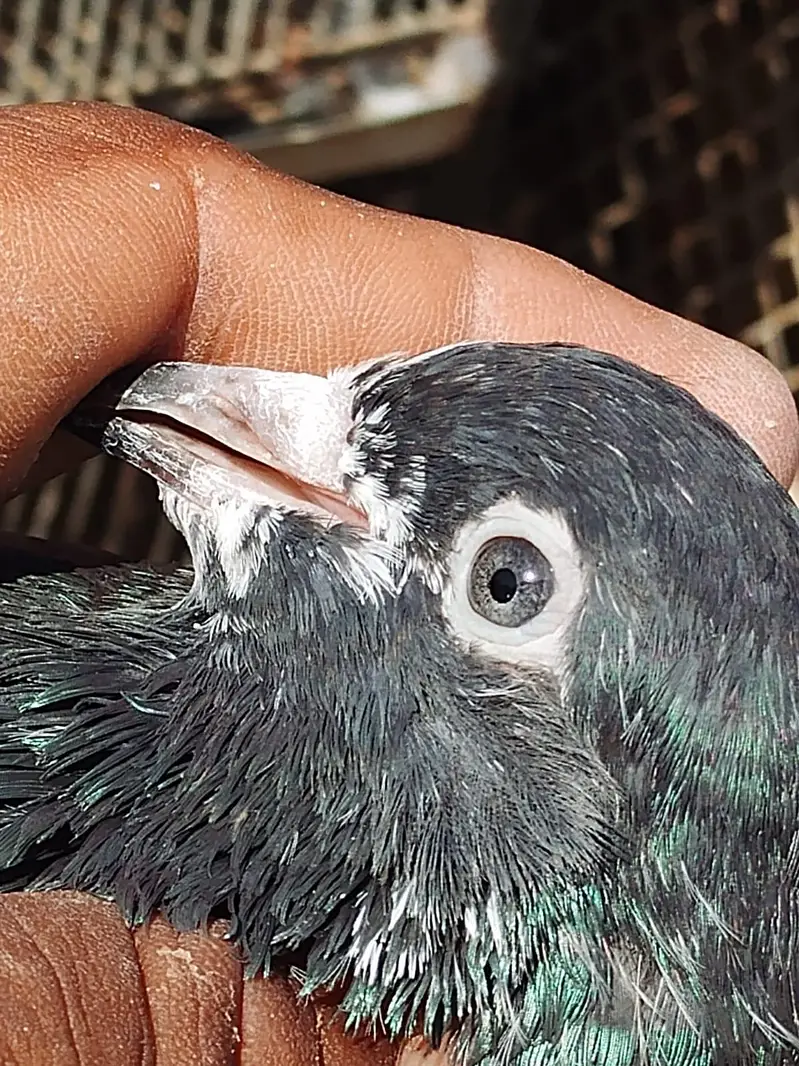 ferozpuri or tedy pair for sale 2no pair lagay 12k demand — photo 2