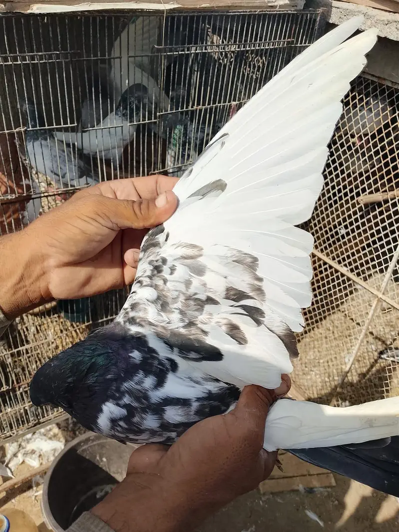 ferozpuri or tedy pair for sale 2no pair lagay 12k demand — photo 3