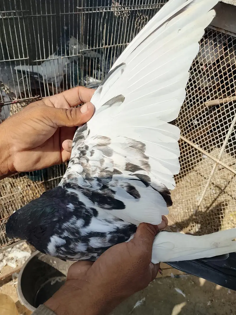 ferozpuri or tedy pair for sale 2no pair lagay 12k demand — photo 4