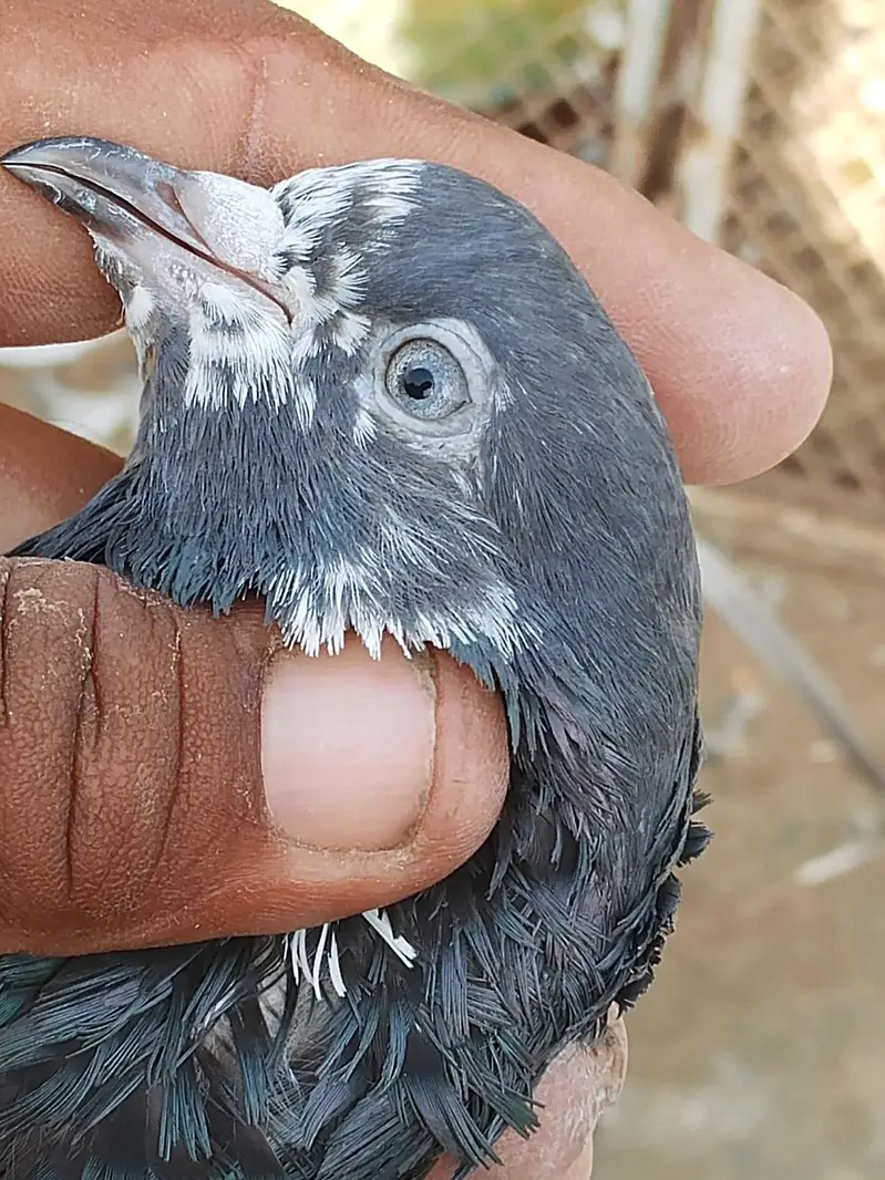 ferozpuri or tedy pair for sale 2no pair lagay 12k demand — photo 5