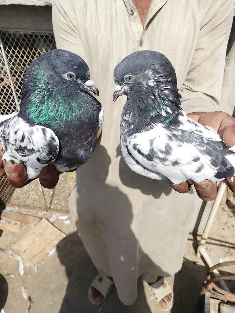 ferozpuri or tedy pair for sale 2no pair lagay 12k demand — photo 8