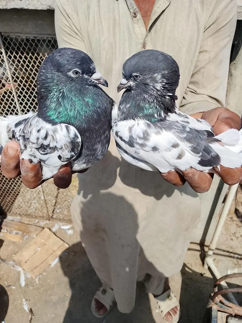ferozpuri or tedy pair for sale 2no pair lagay 12k demand — photo 9