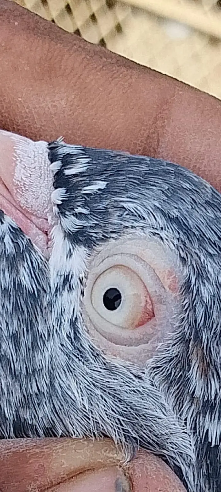 ferozpuri or tedy pair for sale 2no pair lagay 12k demand — photo 11