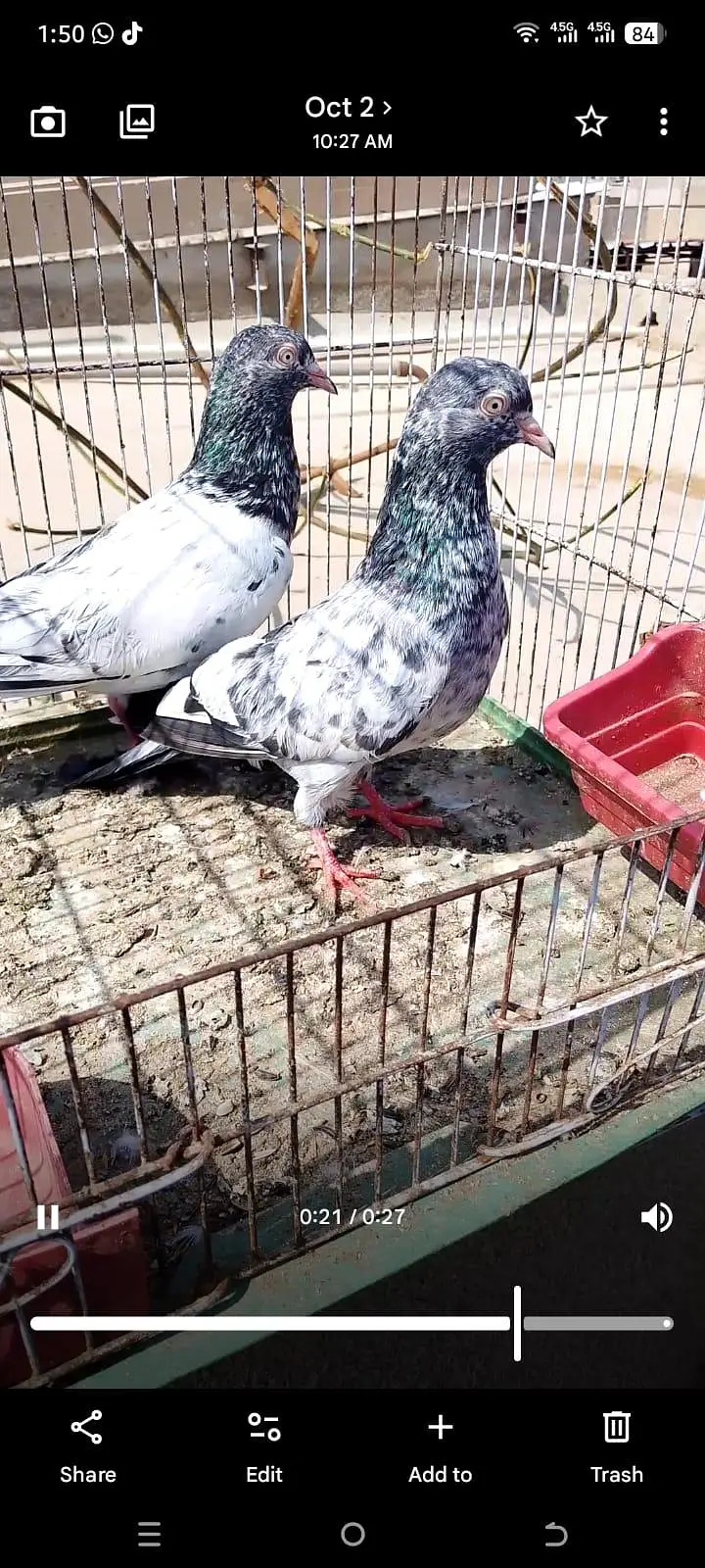ferozpuri or tedy pair for sale 2no pair lagay 12k demand — photo 12