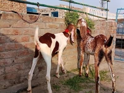 2 path ablak print aur makhichi for sale
