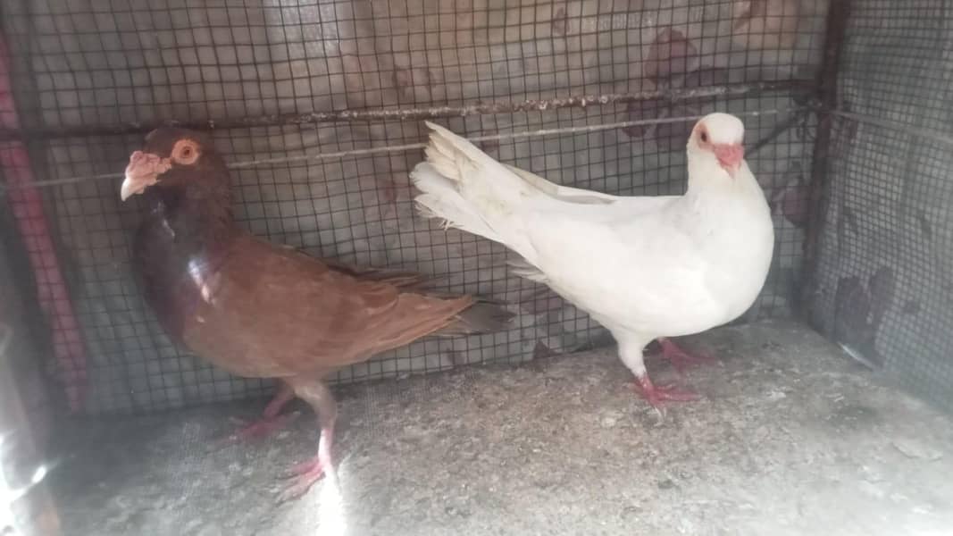 breeder pair 1
