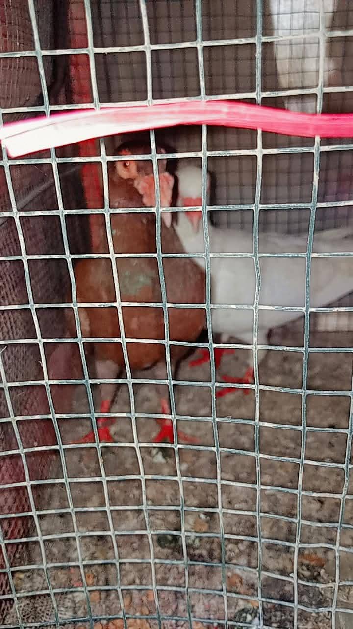 breeder pair 2