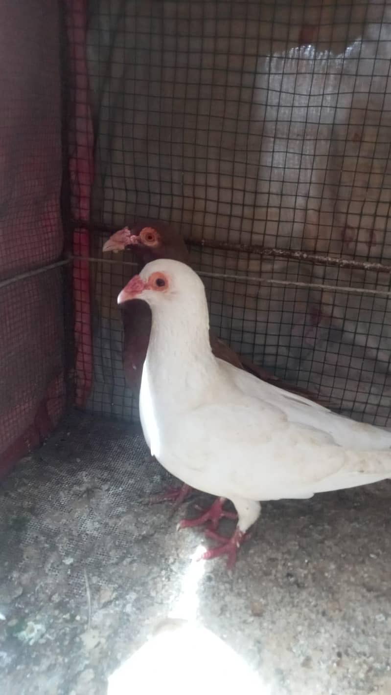 breeder pair 3
