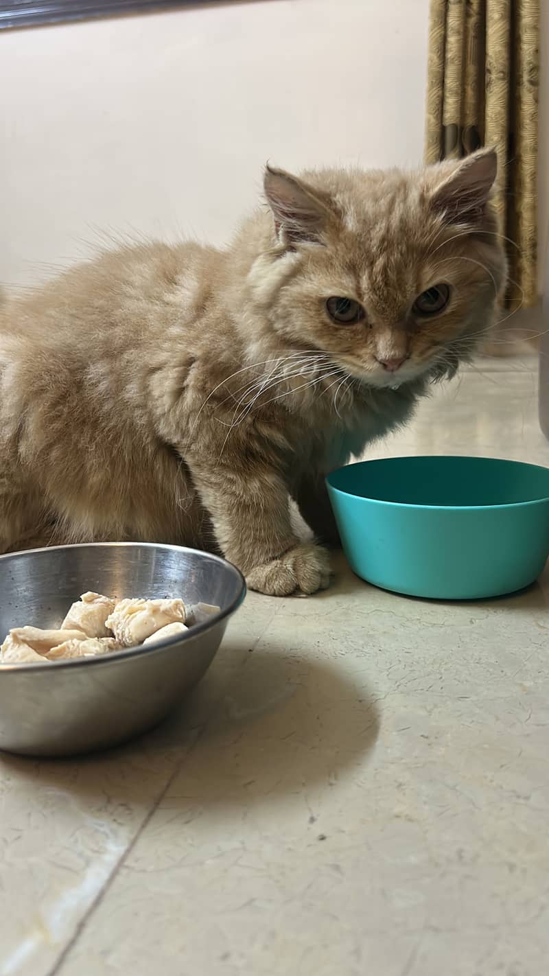 Cat for adoption 0