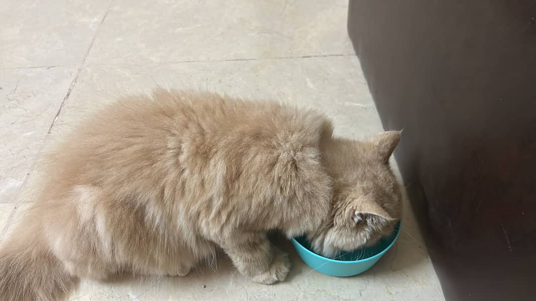 Cat for adoption 1