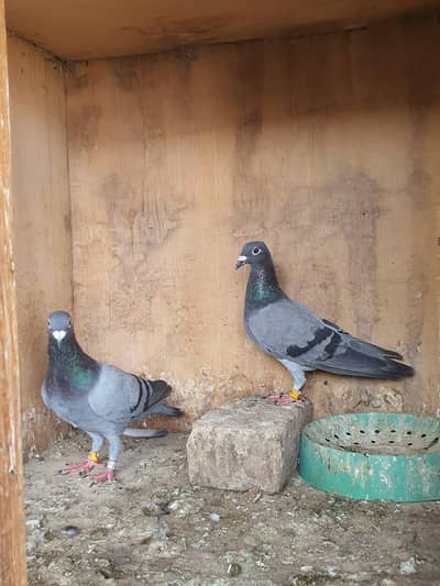 blue bar pigeons breeder pair