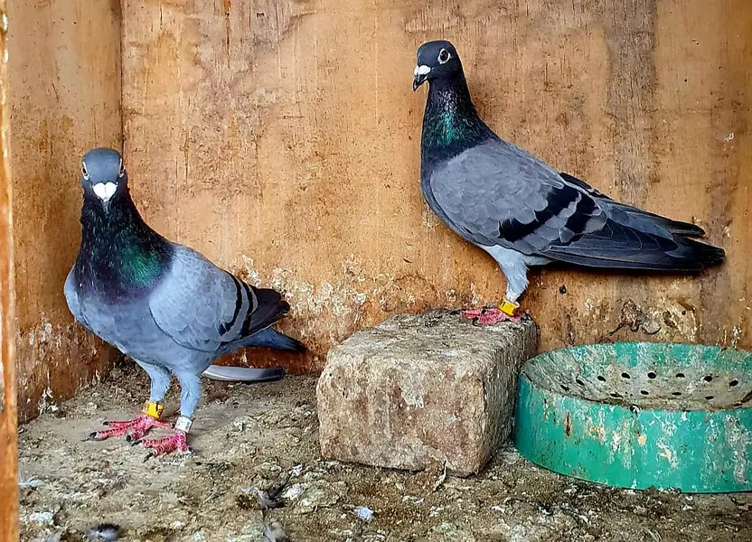 blue bar pigeons breeder pair — photo 2