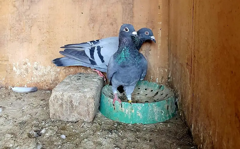 blue bar pigeons breeder pair — photo 3