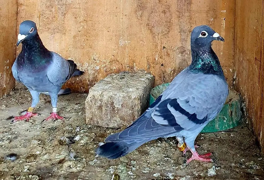 blue bar pigeons breeder pair — photo 4