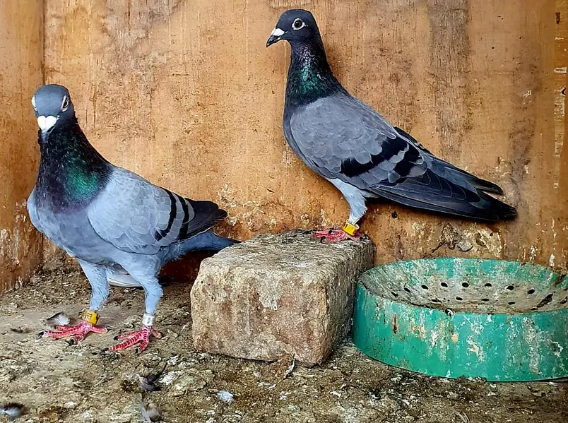 blue bar pigeons breeder pair — photo 5