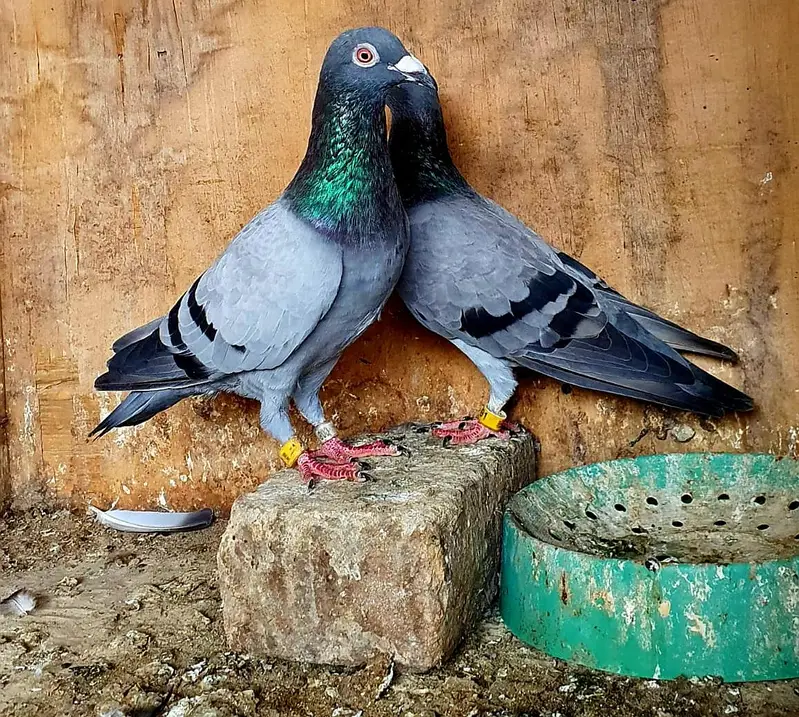 blue bar pigeons breeder pair — photo 6