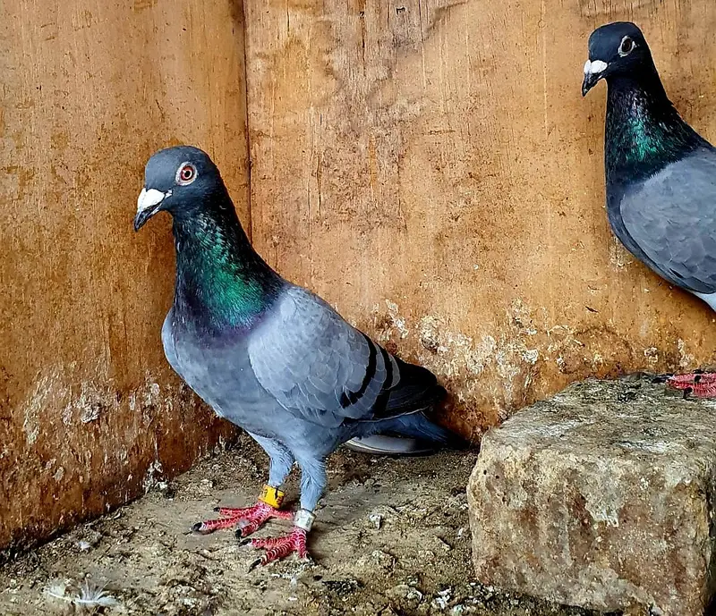 blue bar pigeons breeder pair — photo 7