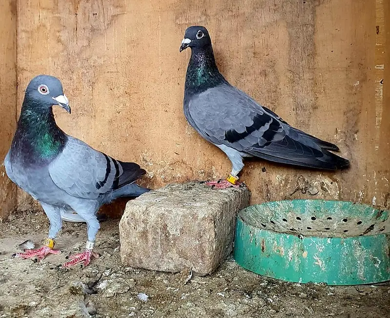 blue bar pigeons breeder pair — photo 8