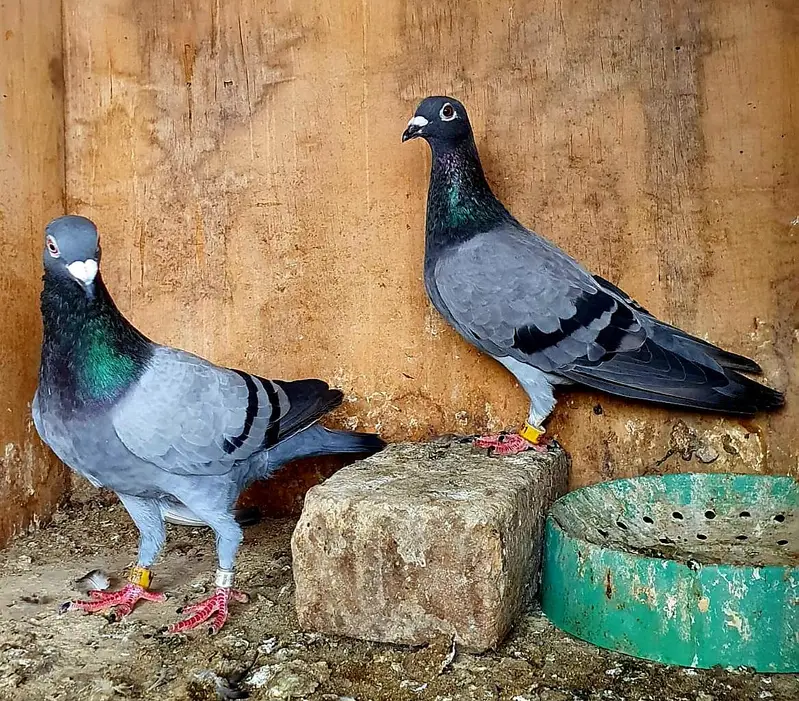 blue bar pigeons breeder pair — photo 9