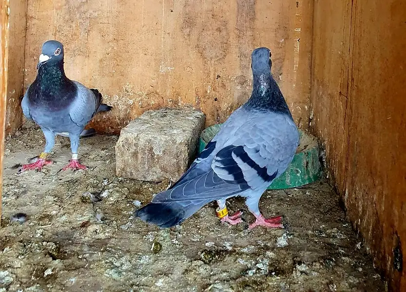 blue bar pigeons breeder pair — photo 10