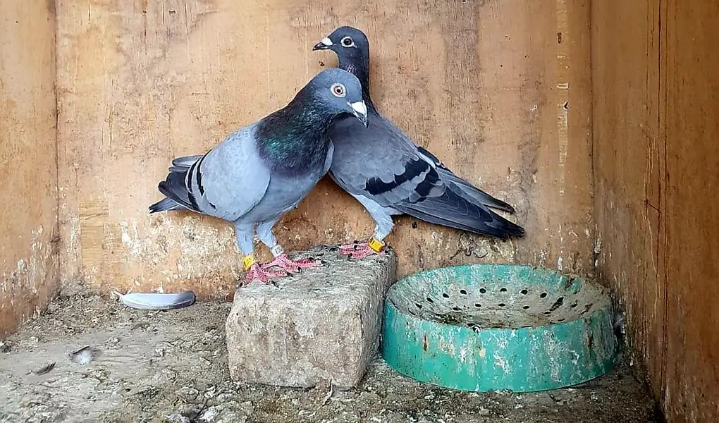 blue bar pigeons breeder pair — photo 11