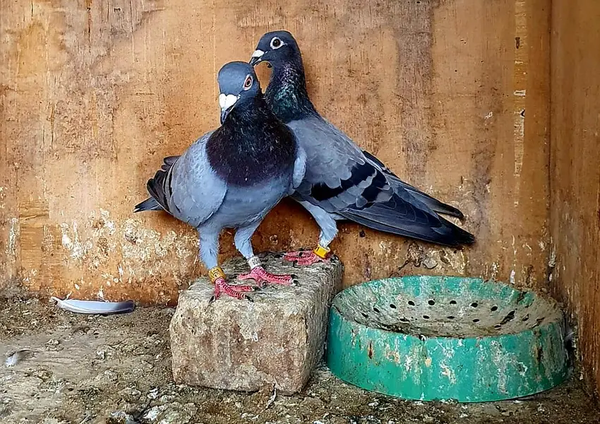 blue bar pigeons breeder pair — photo 12