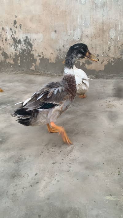 ducks pair home breed