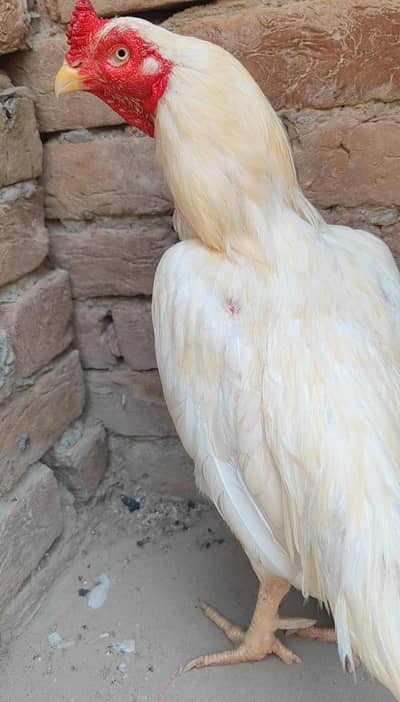 White mianwali