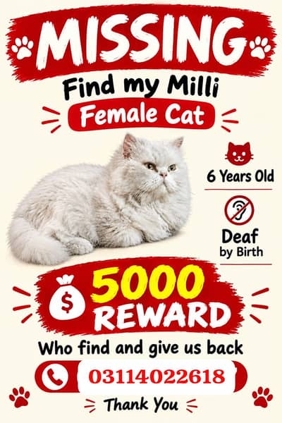 Loost cat