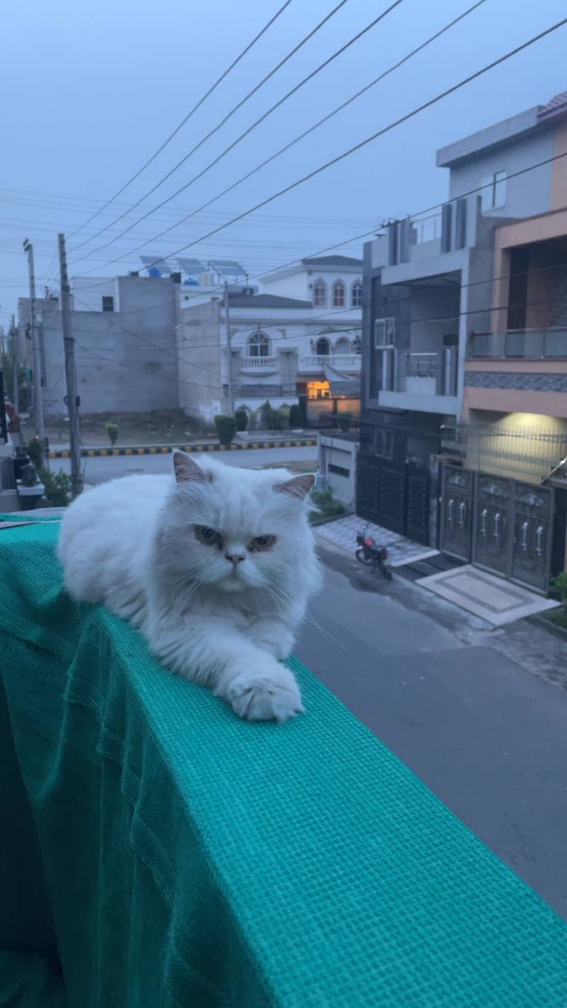 Loost cat 1
