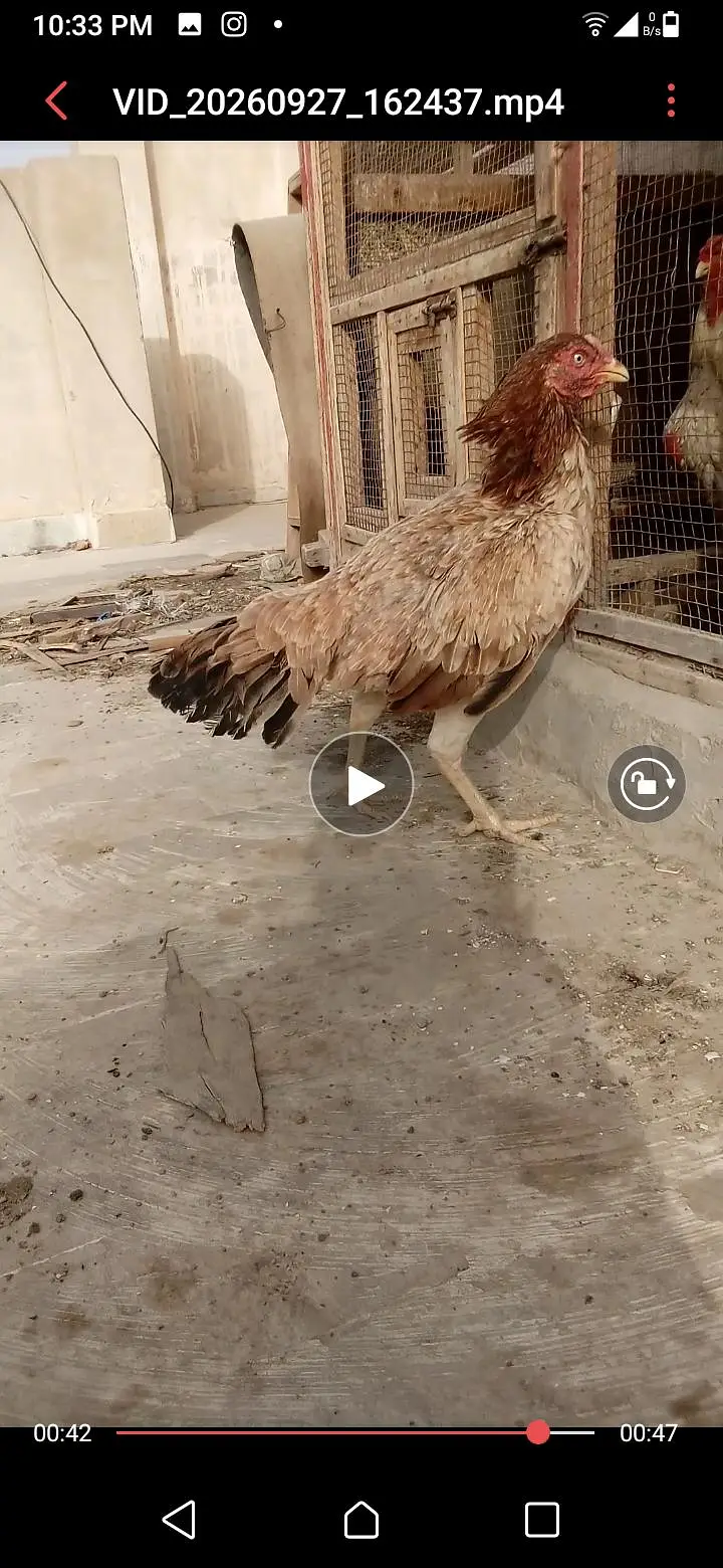 PURE ASEEL CHEEZ MILEGI AKAR PEHLE DEKHE PHIR LE — photo 2