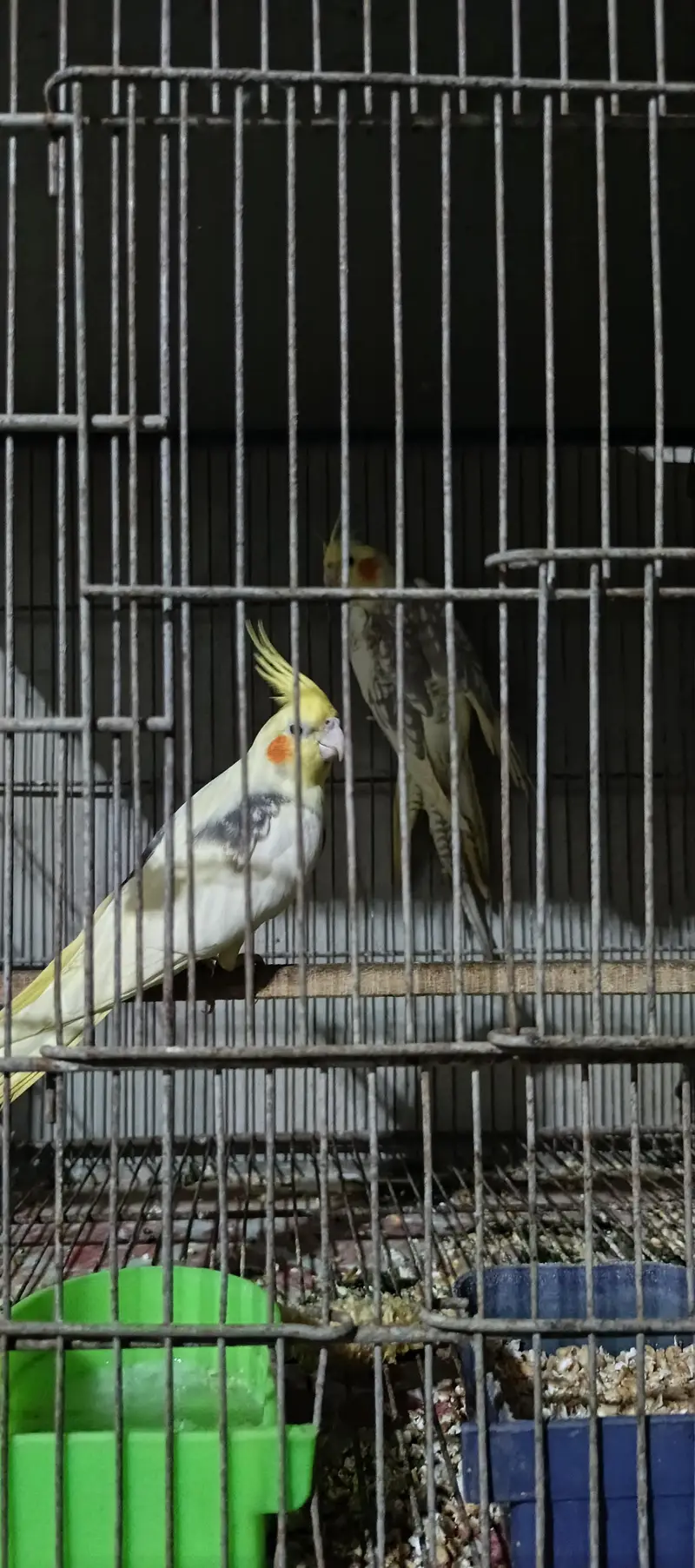 wild budgie — photo 5