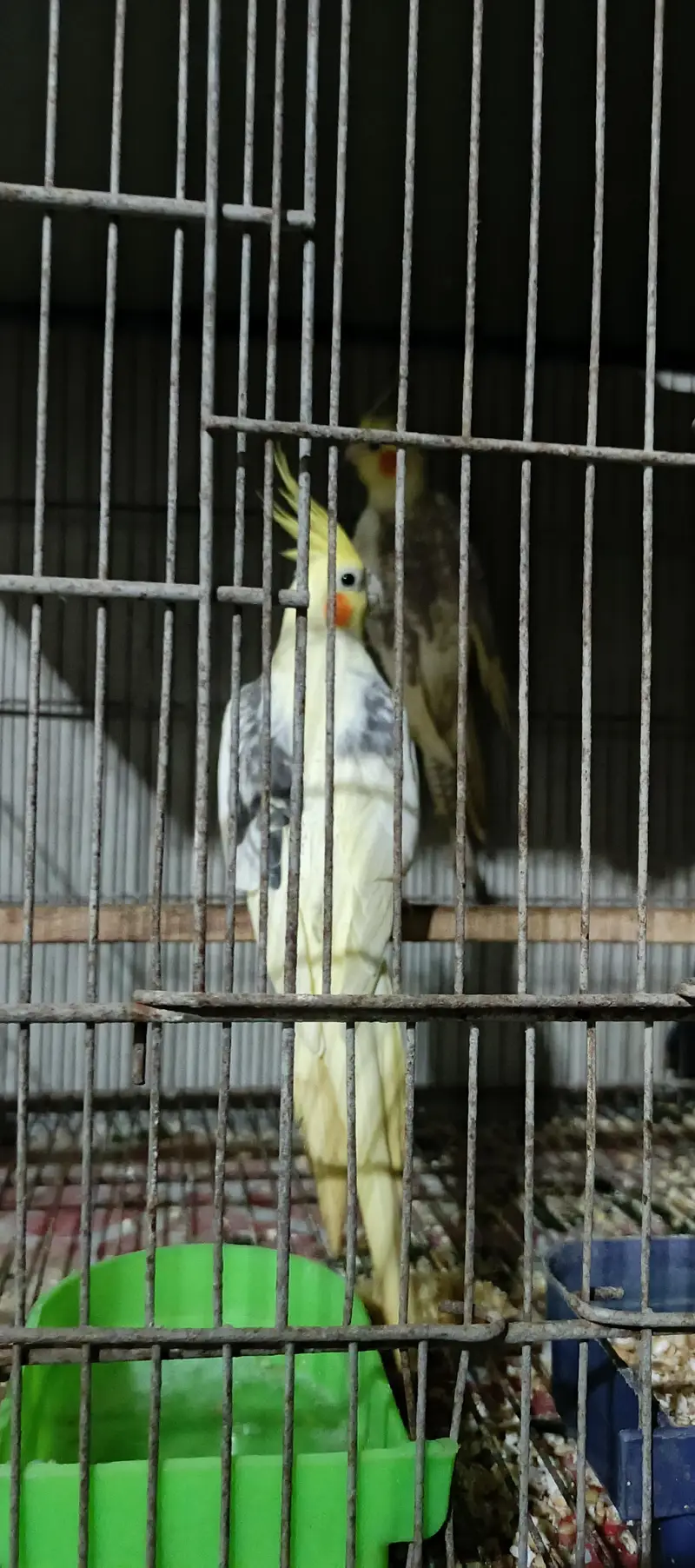 wild budgie — photo 6