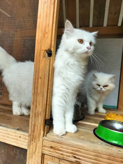 Persian cat for sale