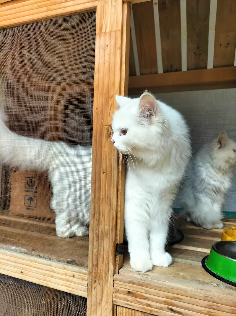 Persian cat for sale — photo 2