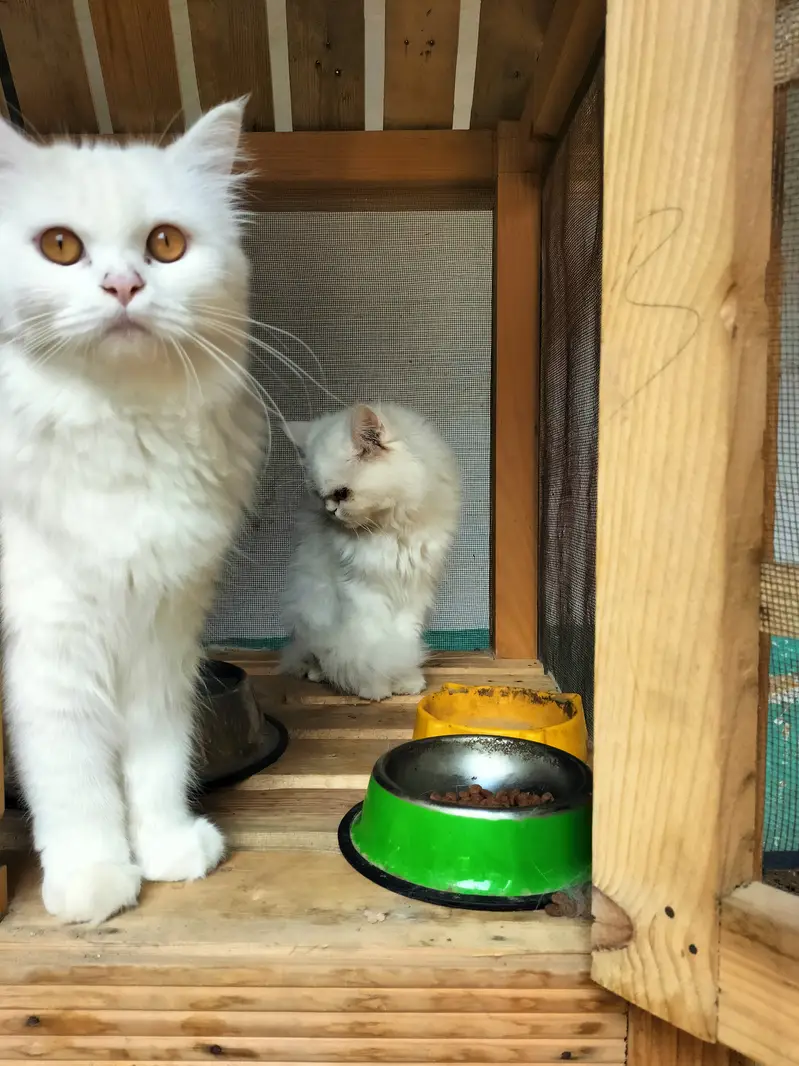 Persian cat for sale — photo 3