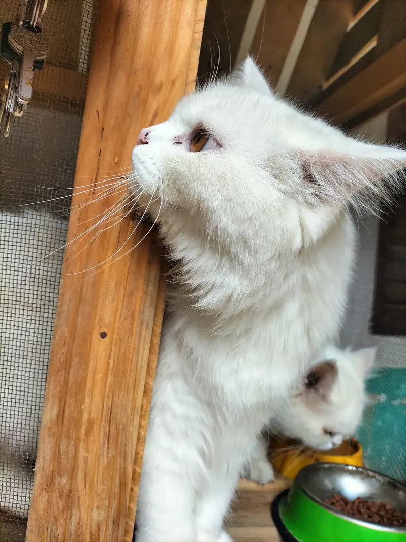 Persian cat for sale — photo 4