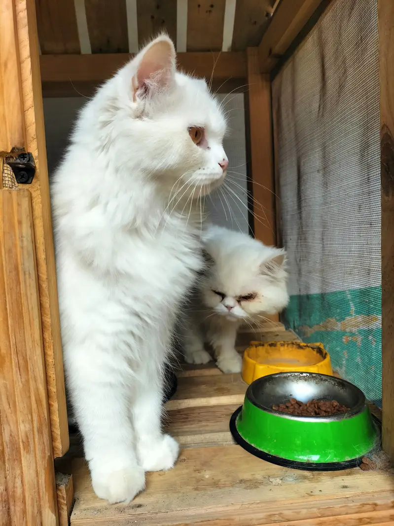Persian cat for sale — photo 5
