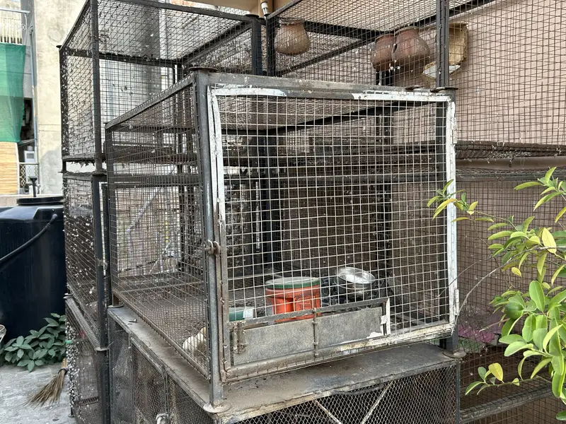 High Quality Big Cages ! — photo 2