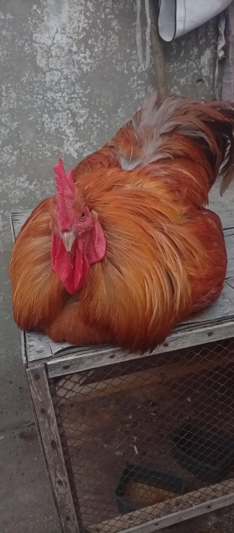 Golden buff 0